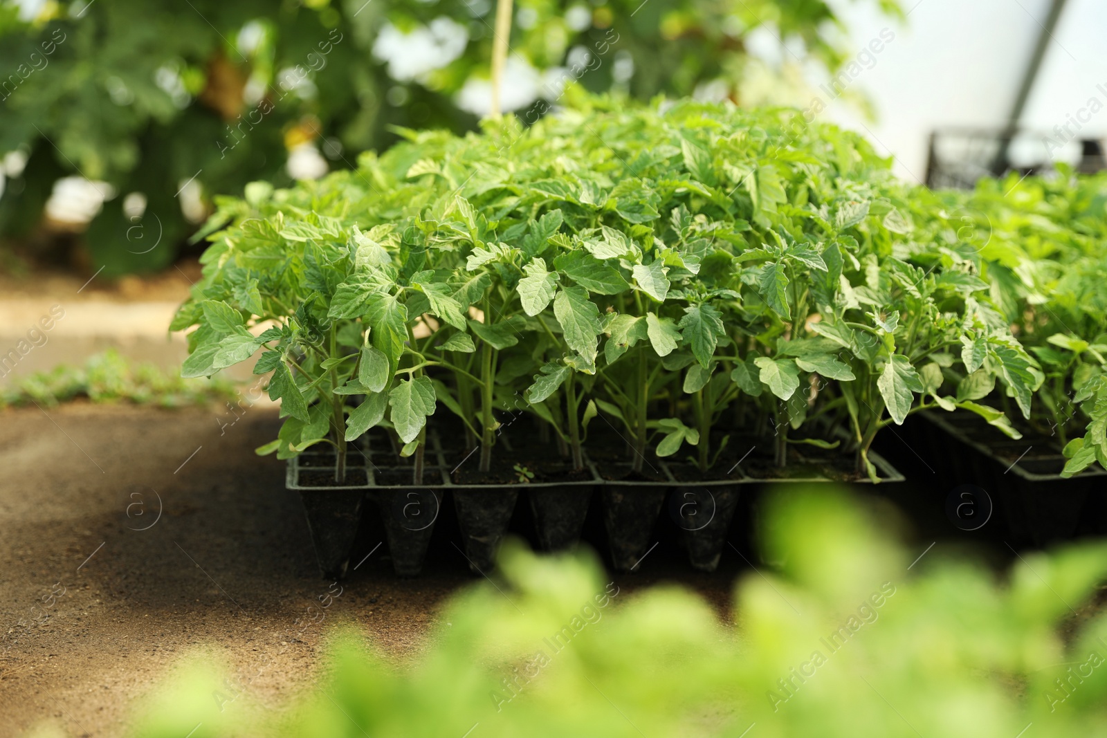 Photo of Many green tomato plants in seedling tray on table