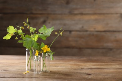 Photo of Celandine flowers in glass bottles on wooden table, space for text