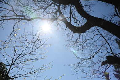 View of sun shining through trees outdoors