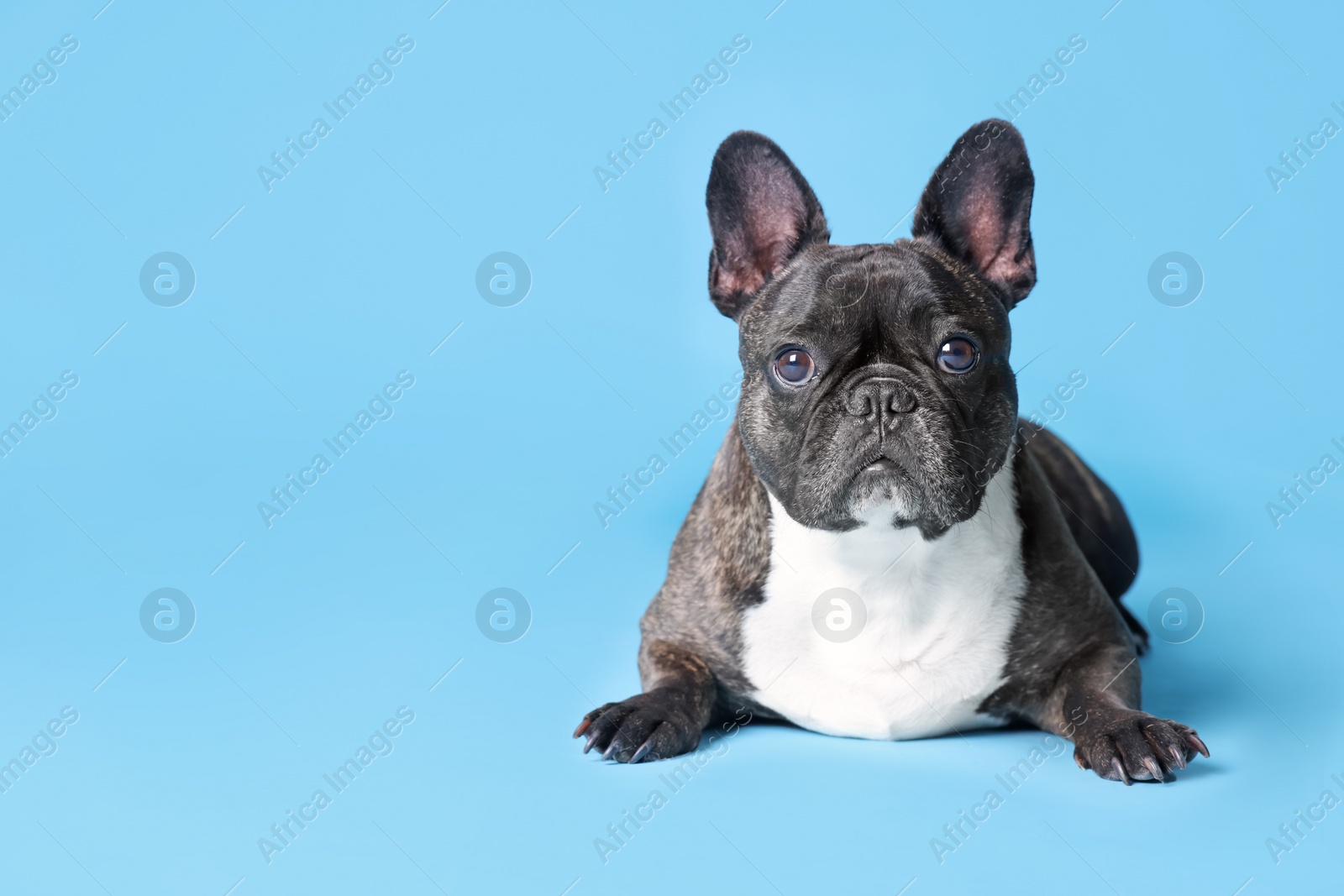 Photo of Adorable French Bulldog on light blue background, space for text. Lovely pet