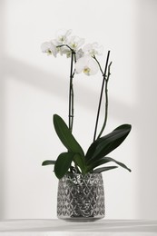 Blooming orchid flower in pot on white table near wall