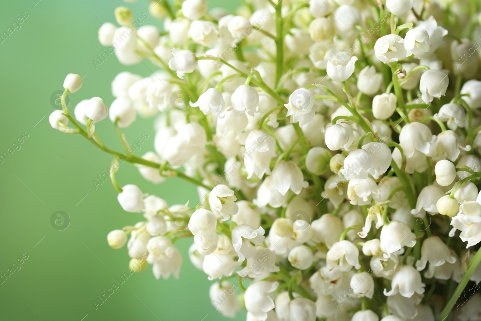 Photo of Beautiful lily of the valley flowers on blurred green background, closeup