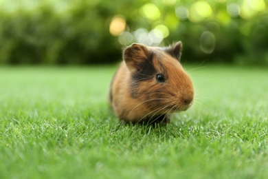 Photo of Cute guinea pig on green grass in park