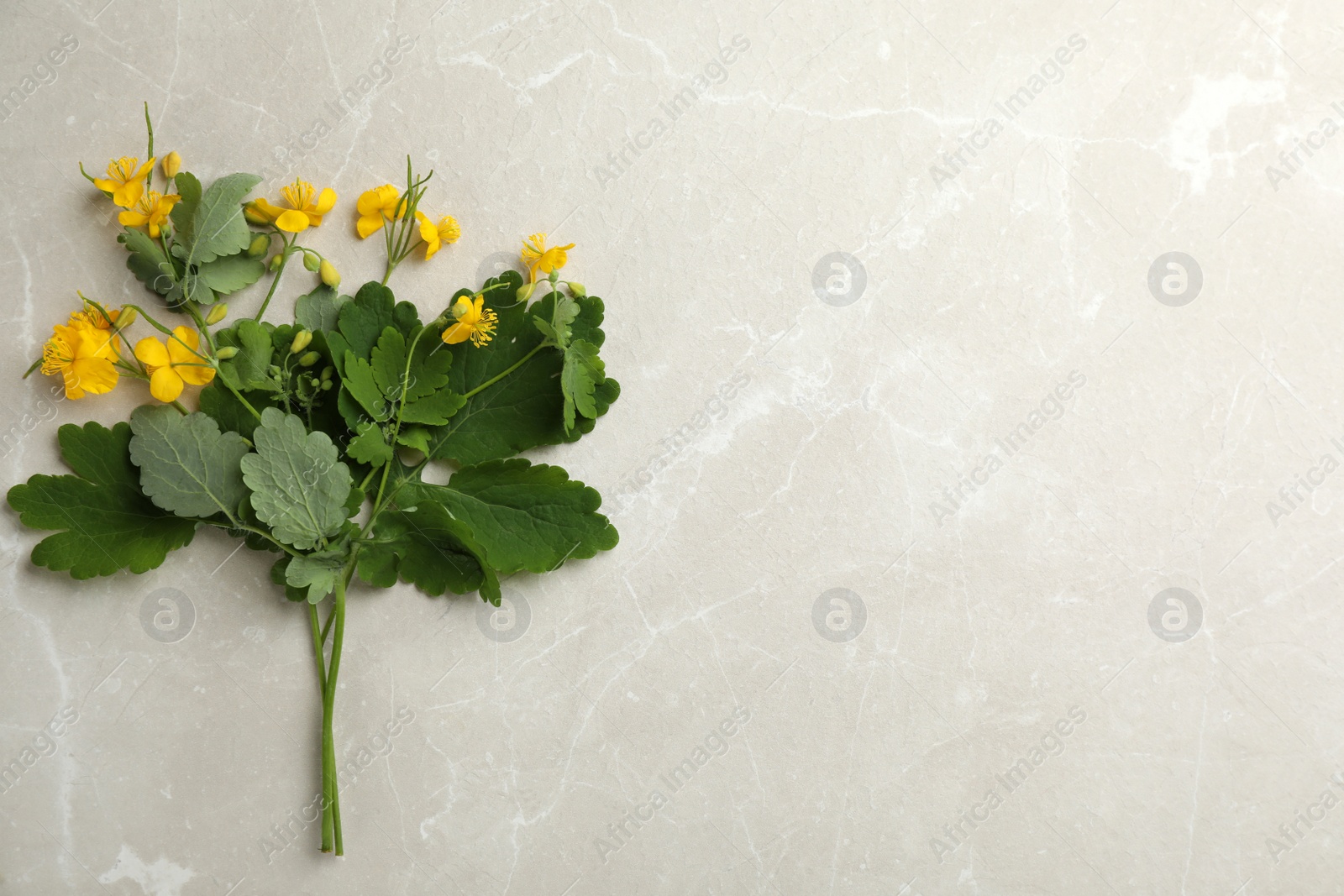 Photo of Celandine with beautiful yellow flowers on grey table, flat lay. Space for text