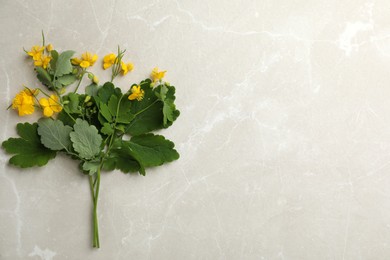 Photo of Celandine with beautiful yellow flowers on grey table, flat lay. Space for text