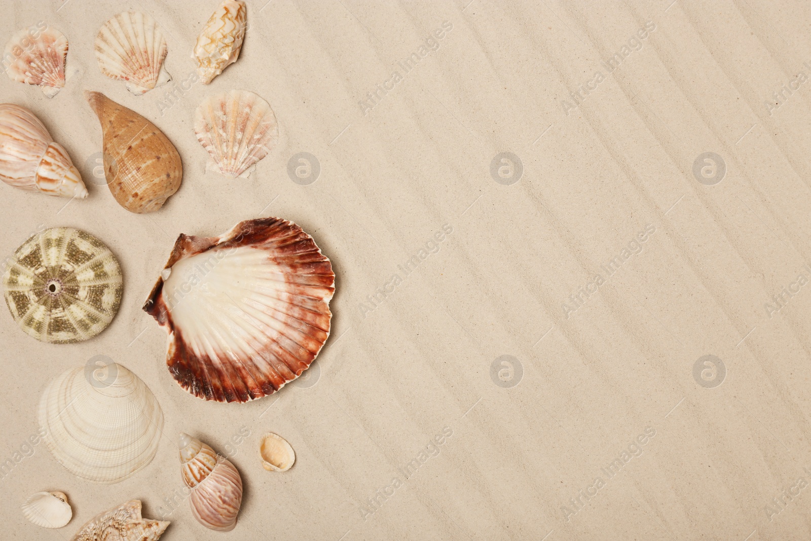 Photo of Seashells on beach sand, top view with space for text