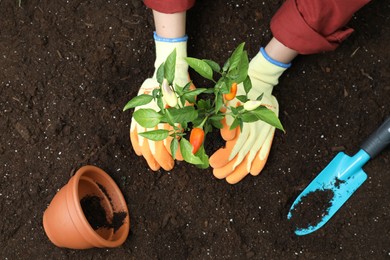 Photo of Woman transplanting pepper plant into soil, top view