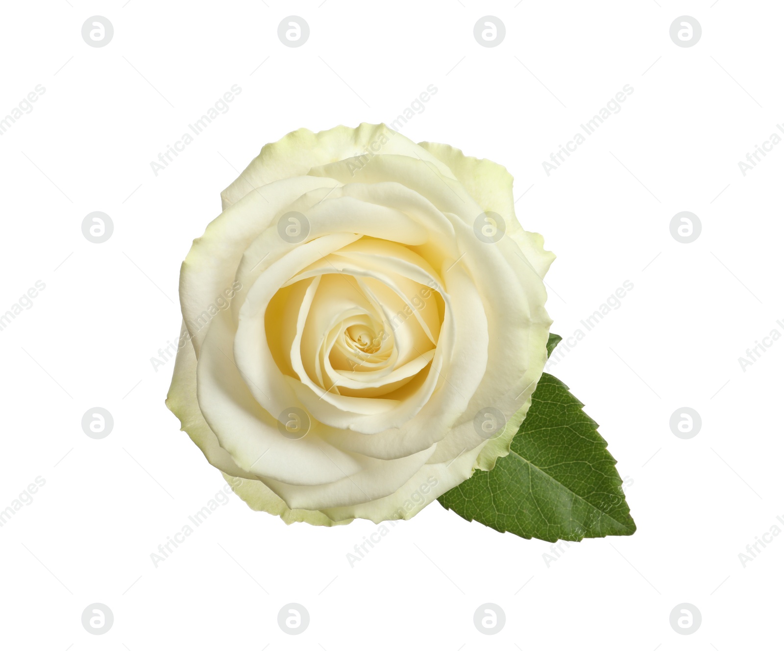 Photo of Beautiful blooming rose on white background, top view