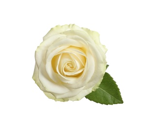 Beautiful blooming rose on white background, top view