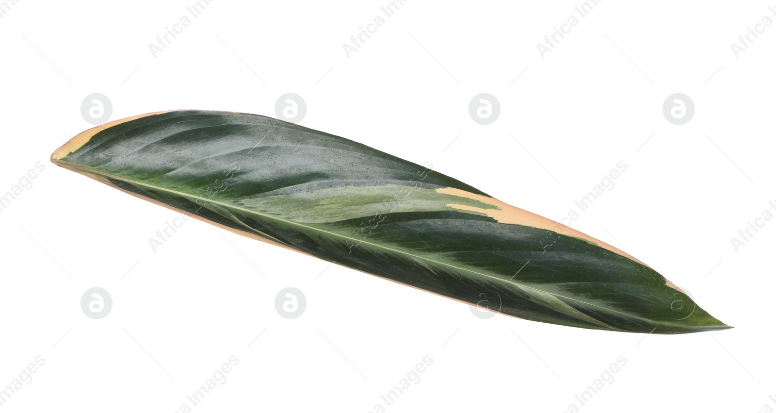 Photo of Leaf of tropical stromanthe plant isolated on white