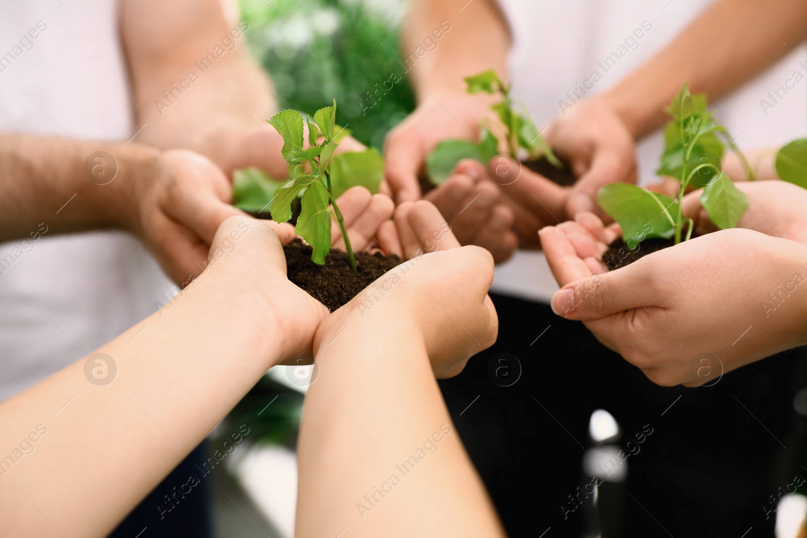 Photo of Group of volunteers holding soil with sprouts in hands outdoors, closeup