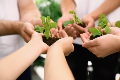 Group of volunteers holding soil with sprouts in hands outdoors, closeup