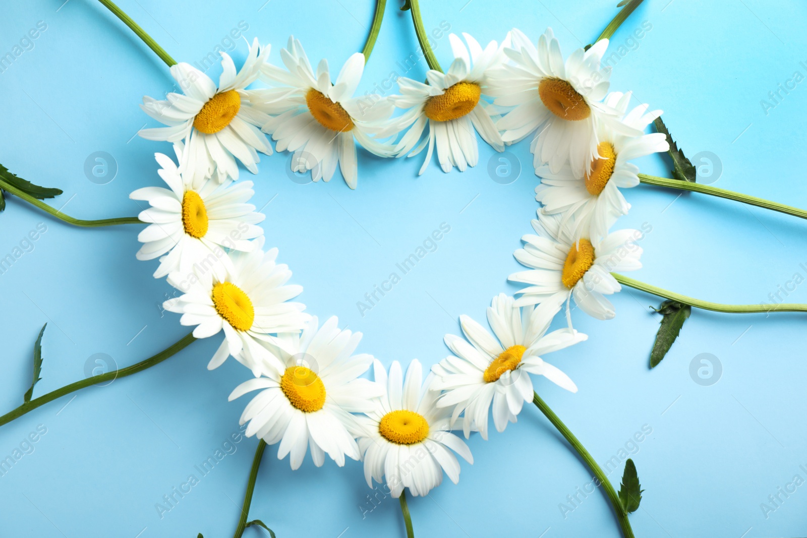 Photo of Heart made of beautiful chamomile flowers on blue background, flat lay. Space for text