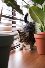 Adorable cat and houseplants on window sill at home