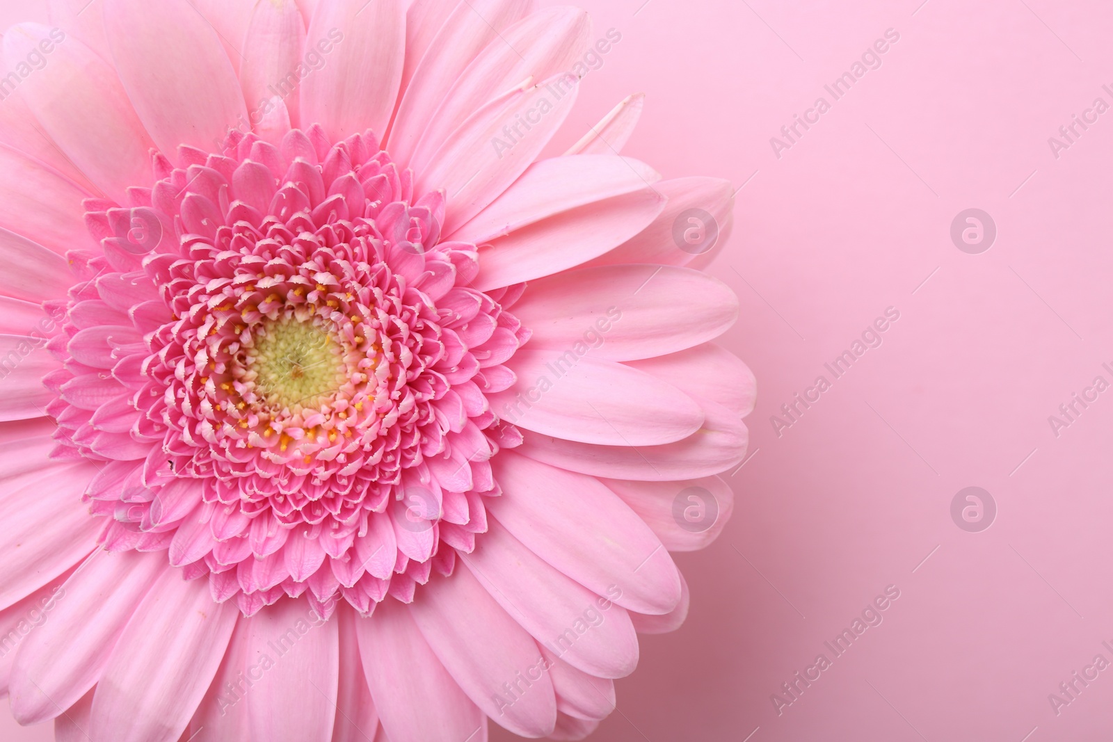 Photo of One beautiful tender gerbera flower on pink background, top view. Space for text