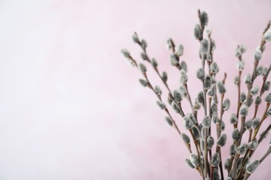 Photo of Beautiful bouquet of pussy willow branches on light pink background, closeup. Space for text