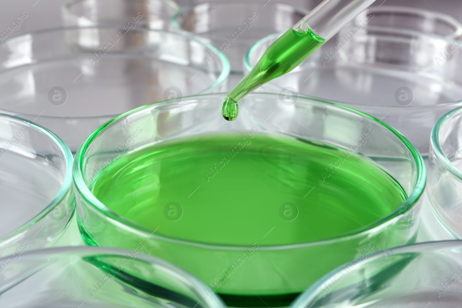 Photo of Dripping green reagent into Petri dish with liquid on white table, closeup