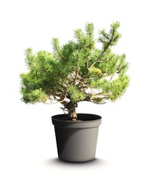 Image of Beautiful bonsai tree in pot isolated on white 