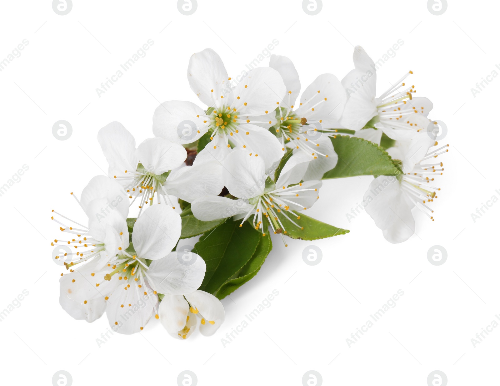 Photo of Beautiful spring blossoms with leaves isolated on white, above view