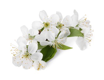 Beautiful spring blossoms with leaves isolated on white, above view