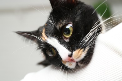 Photo of Veterinarian holding cute cat with corneal opacity on blurred background, closeup