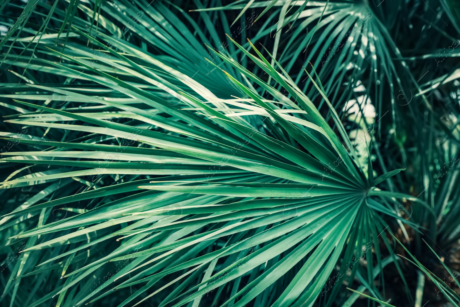 Photo of Beautiful green tropical leaves outdoors, closeup view