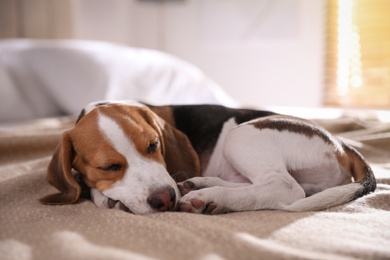 Photo of Cute Beagle puppy sleeping on bed at home. Adorable pet