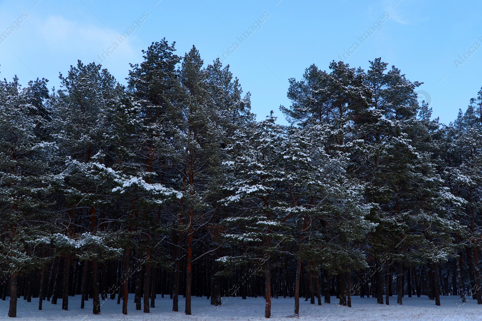 Photo of Picturesque view of beautiful forest covered with snow