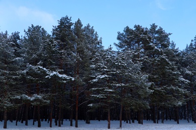 Picturesque view of beautiful forest covered with snow