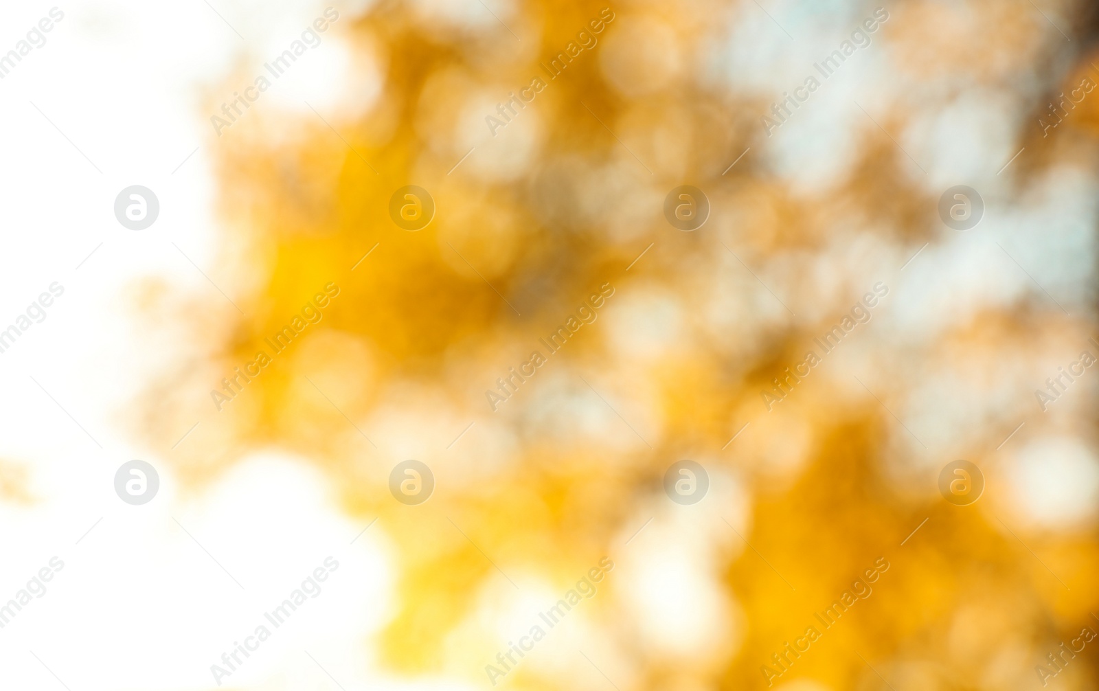 Photo of Blurred view of autumn tree outdoors. Bokeh effect