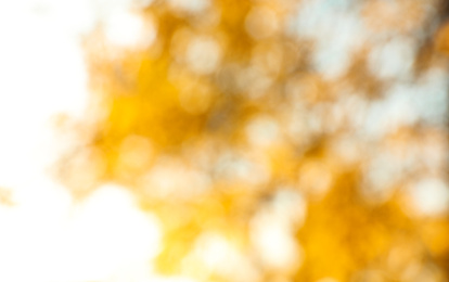 Photo of Blurred view of autumn tree outdoors. Bokeh effect