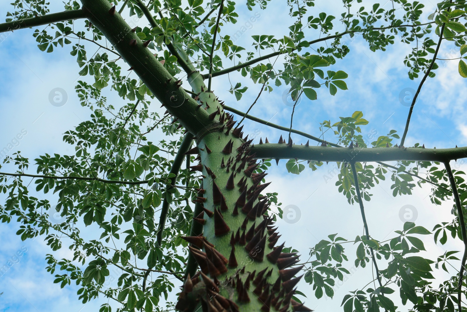 Photo of Beautiful tree with thorns on trunk outdoors, low angle view