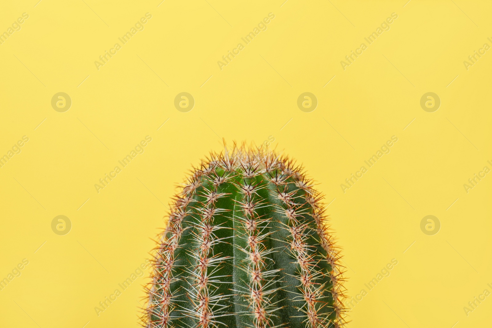 Photo of Beautiful green cactus on yellow background, closeup. Tropical plant