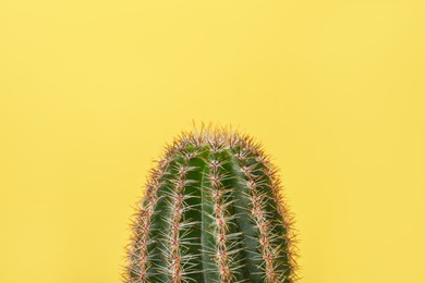 Photo of Beautiful green cactus on yellow background, closeup. Tropical plant