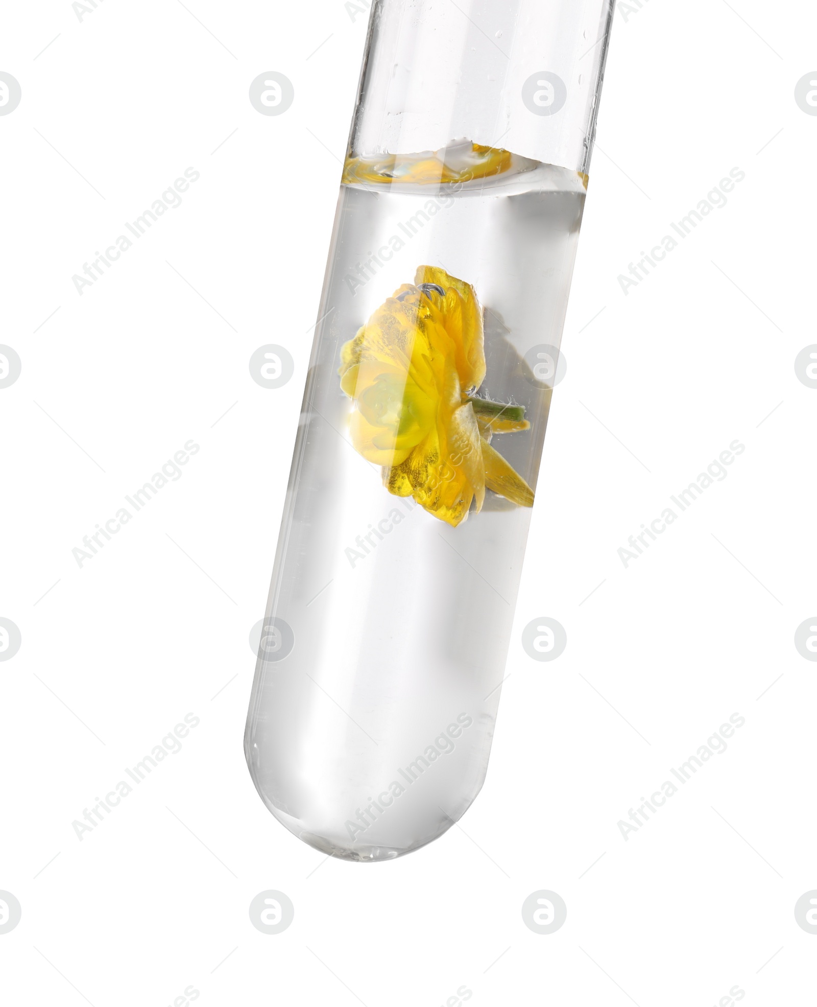 Photo of Test tube with buttercup flower on white background. Essential oil extraction