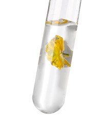 Photo of Test tube with buttercup flower on white background. Essential oil extraction