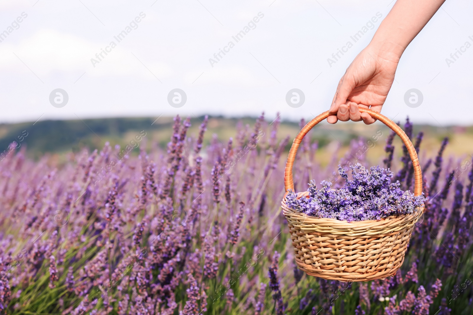 Photo of Woman holding wicker basket with lavender in field, closeup. Space for text