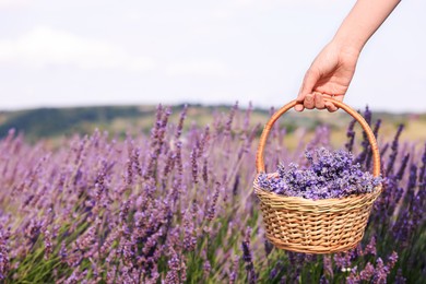 Photo of Woman holding wicker basket with lavender in field, closeup. Space for text