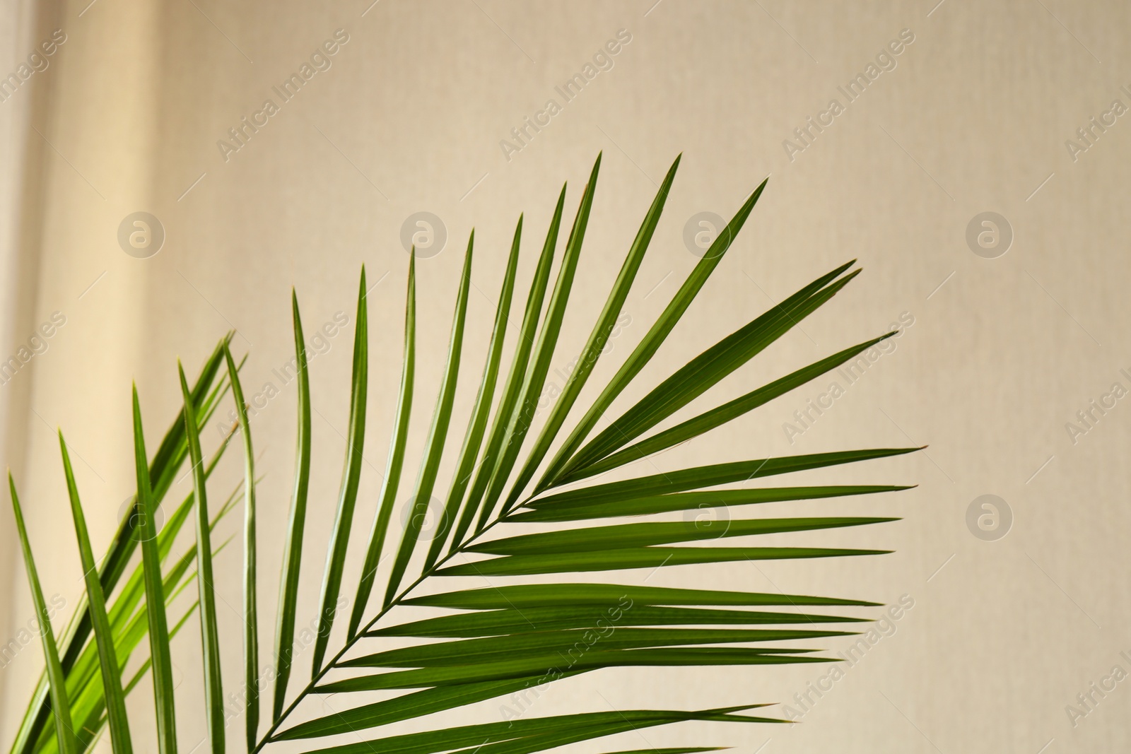 Photo of Green beautiful tropical leaves near beige wall