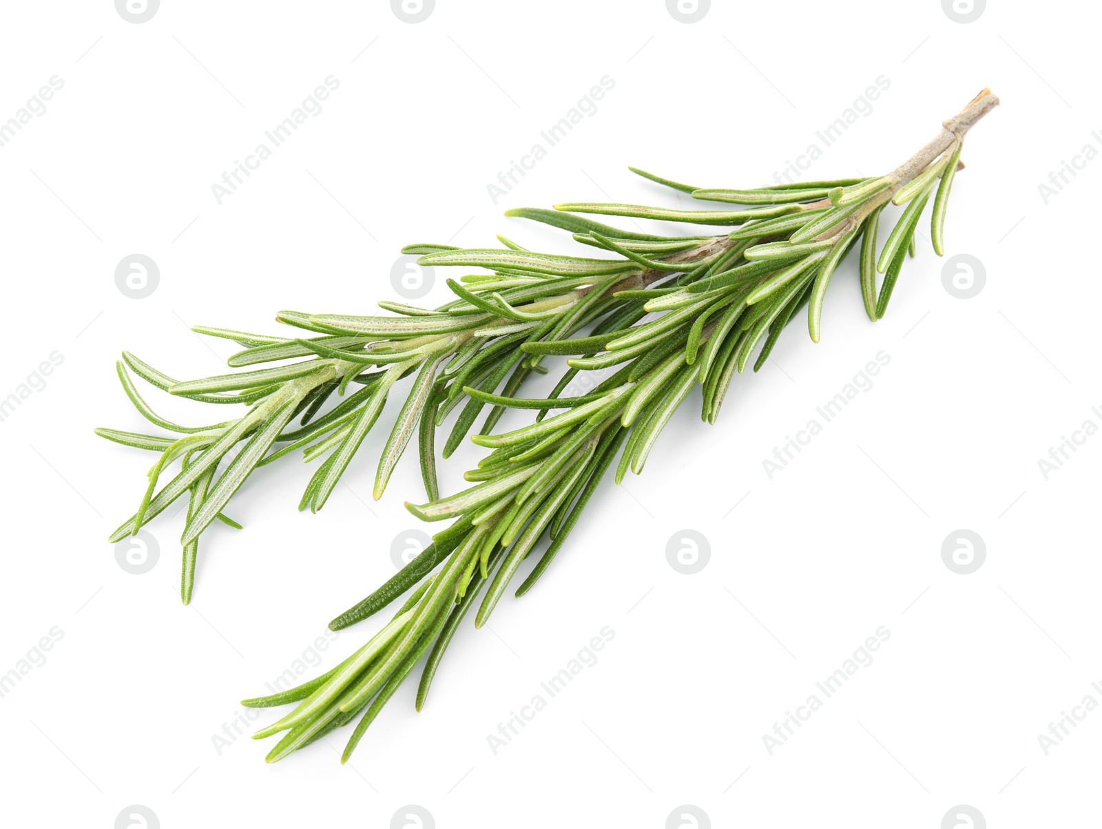 Photo of Fresh green rosemary twigs on white background, top view