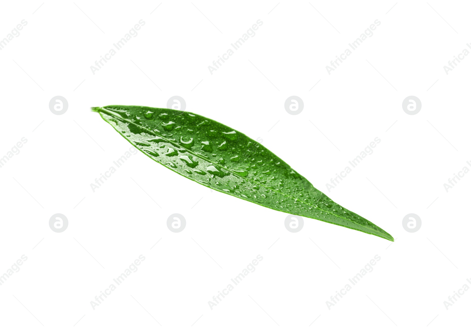 Photo of Fresh green tangerine leaf with water drops on white background