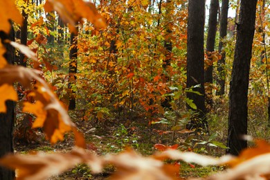 Photo of Beautiful trees with colorful leaves in forest. Autumn season