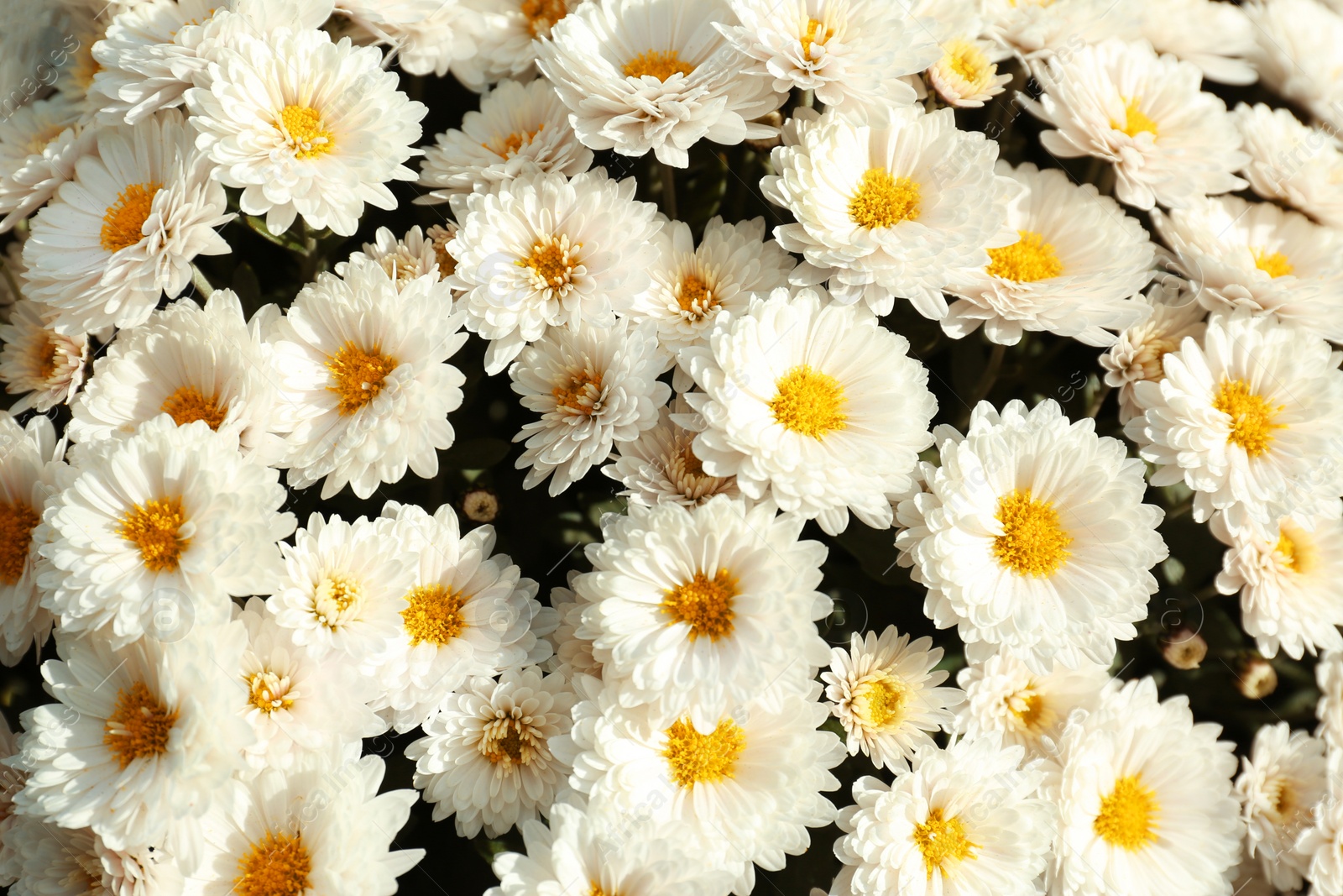 Photo of Beautiful fresh bouquet of colorful chrysanthemum flowers