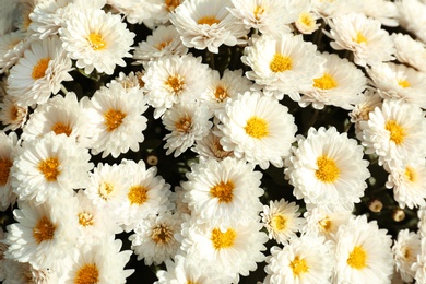 Photo of Beautiful fresh bouquet of colorful chrysanthemum flowers