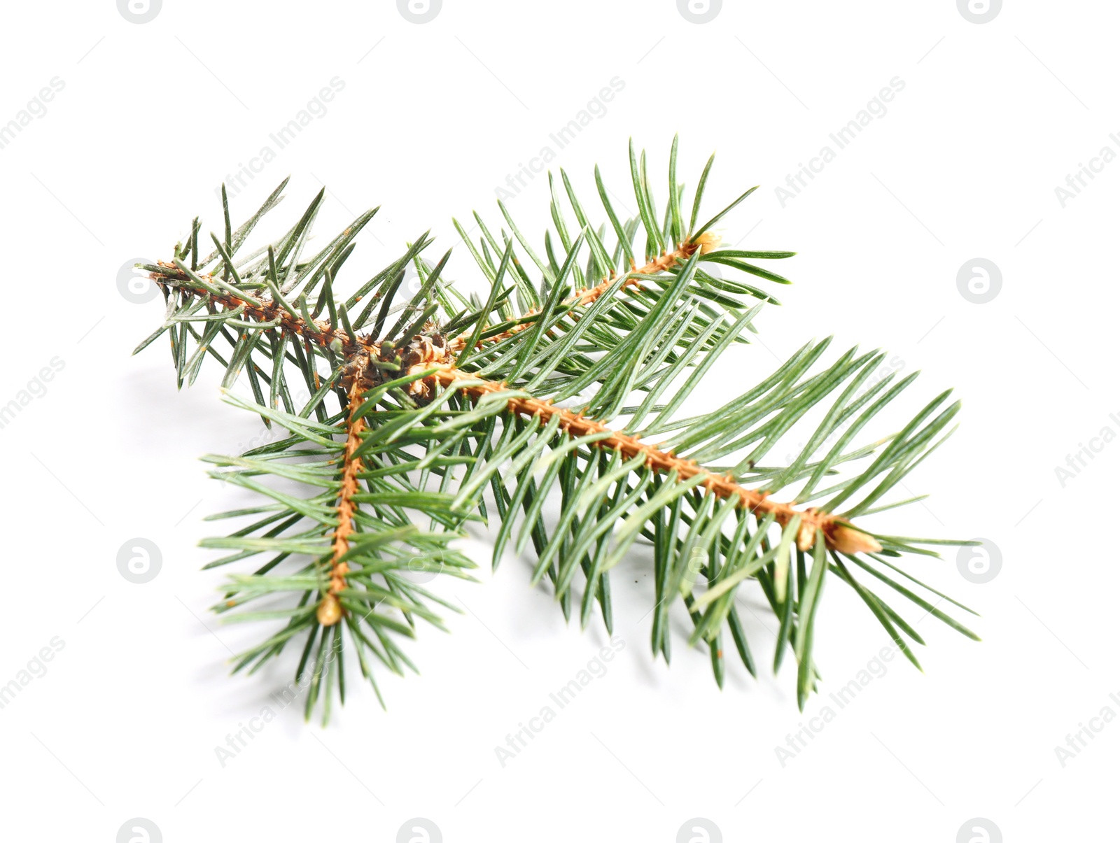 Photo of Branch of Christmas tree on white background