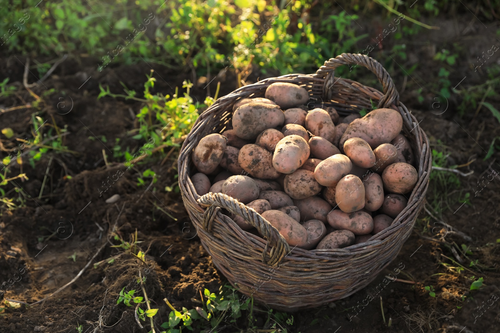 Photo of Fresh ripe potatoes in wicker basket on ground. Space for text