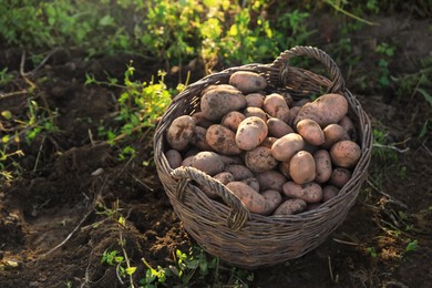Fresh ripe potatoes in wicker basket on ground. Space for text
