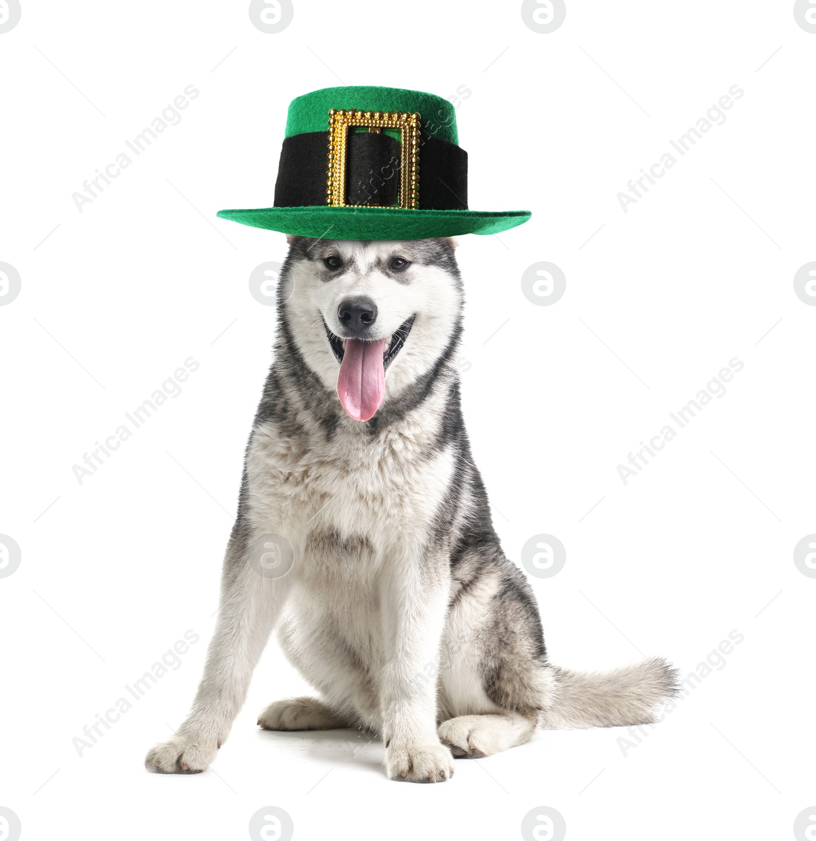 Image of Cute dog with leprechaun hat on white background. St. Patrick's Day