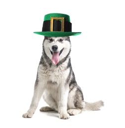 Cute dog with leprechaun hat on white background. St. Patrick's Day