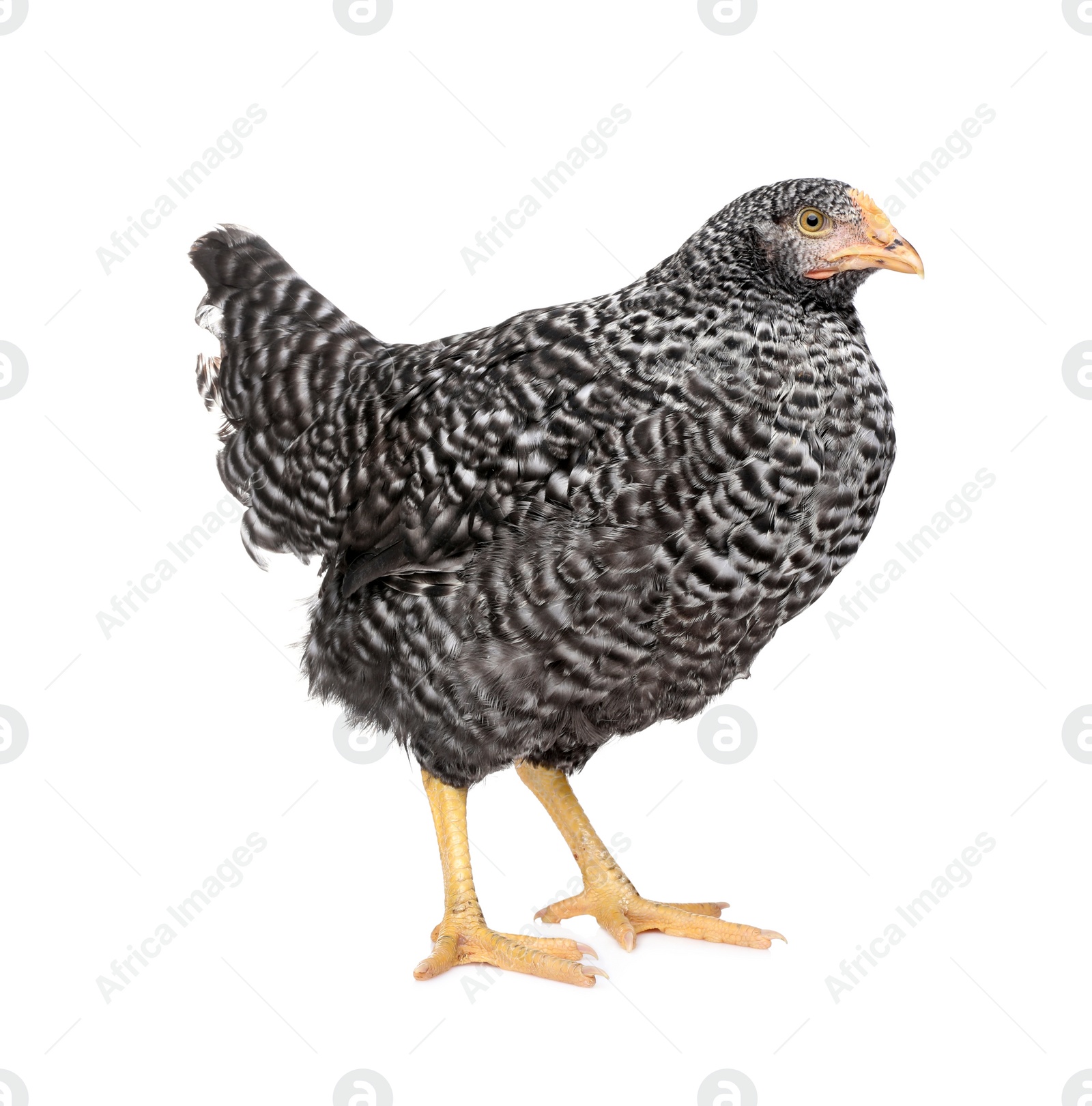 Photo of Beautiful chicken on white background. Domestic animal